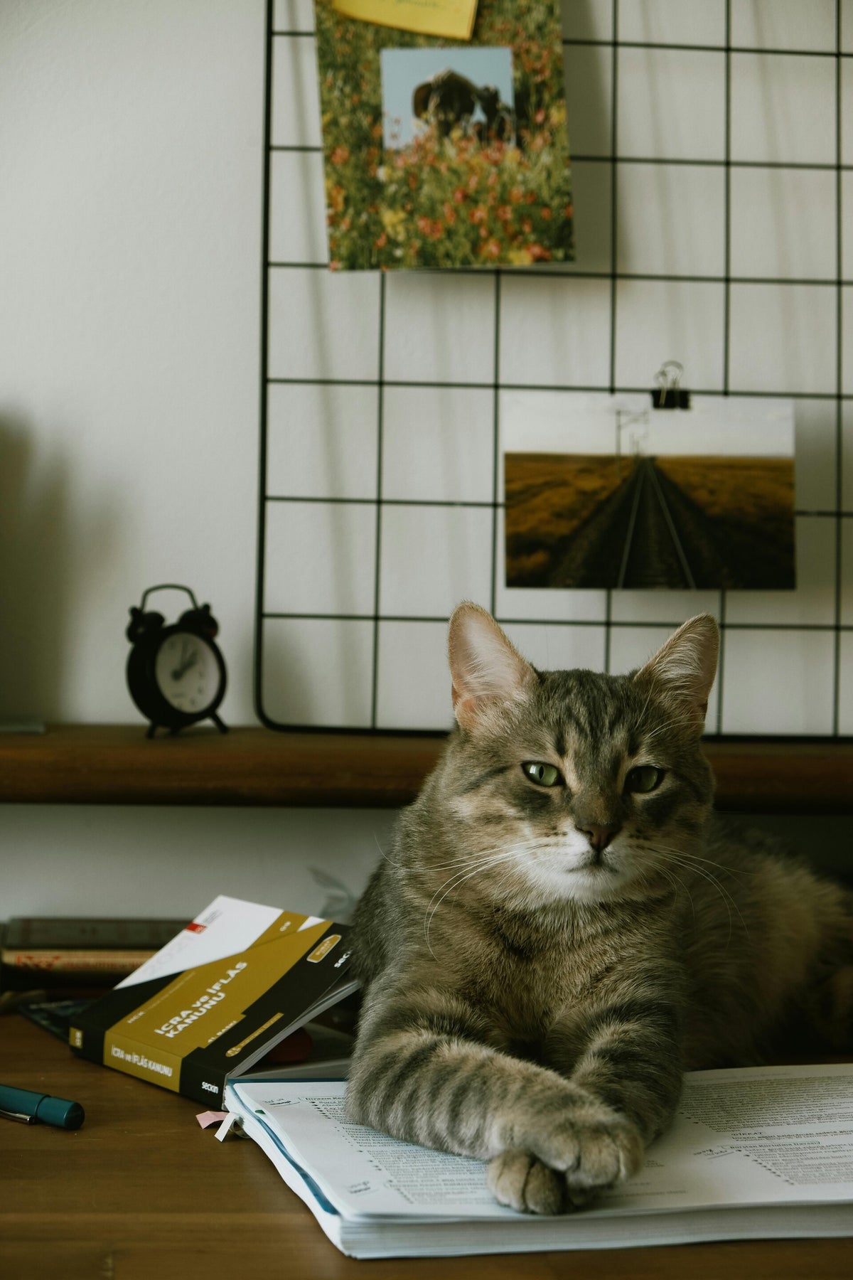 NOS SERVICES CHAT ET AUTRE | Prom'dog