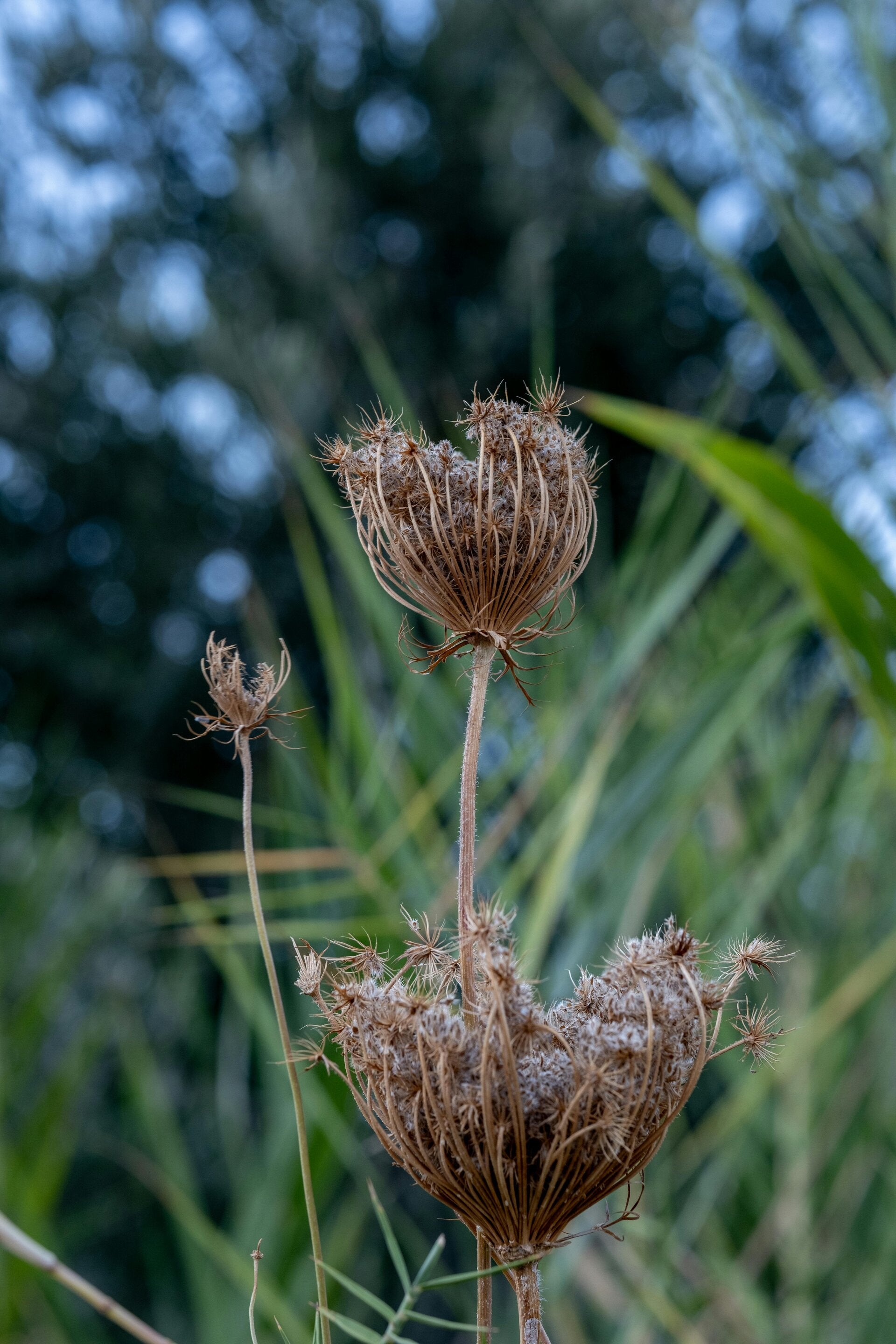 Plantes dans un carré de biodiversité
