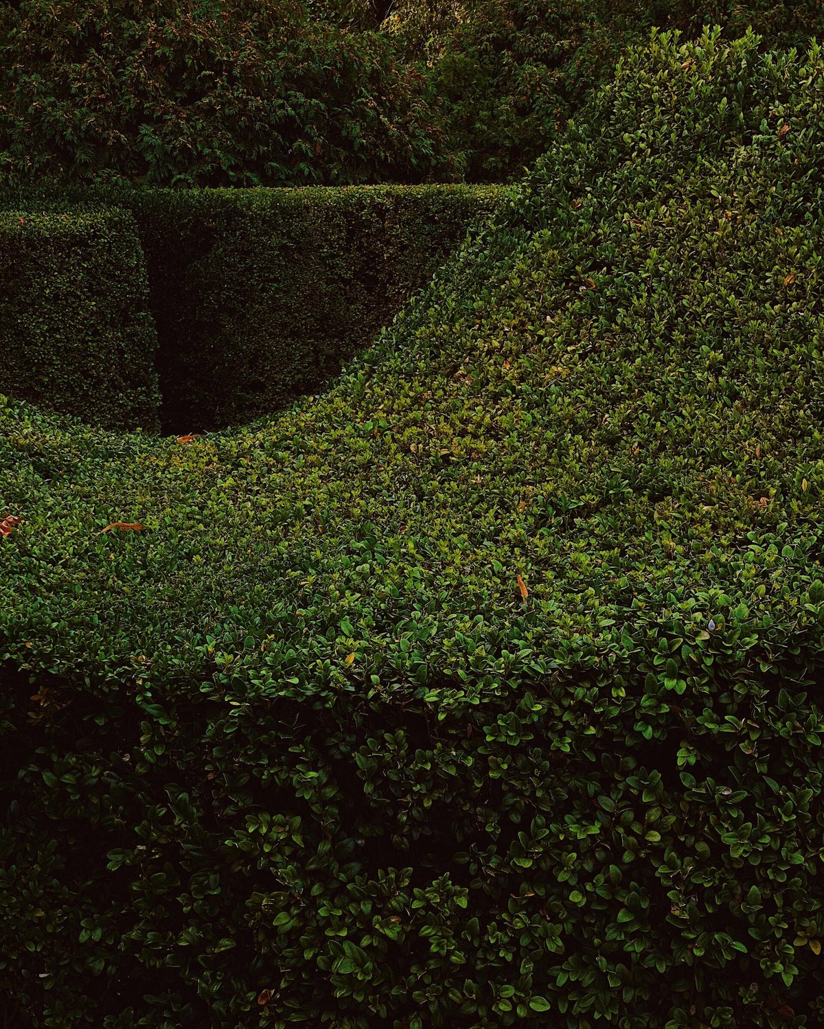 Garten und Landschaftsbau Weidenbruch Tulpen