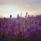 Nahaufnahme von violetten Lavendelblüten auf einem Feld bei Sonnenuntergang, passend zum Thema Jenseitskontakt mit Medium Jana Lorenz