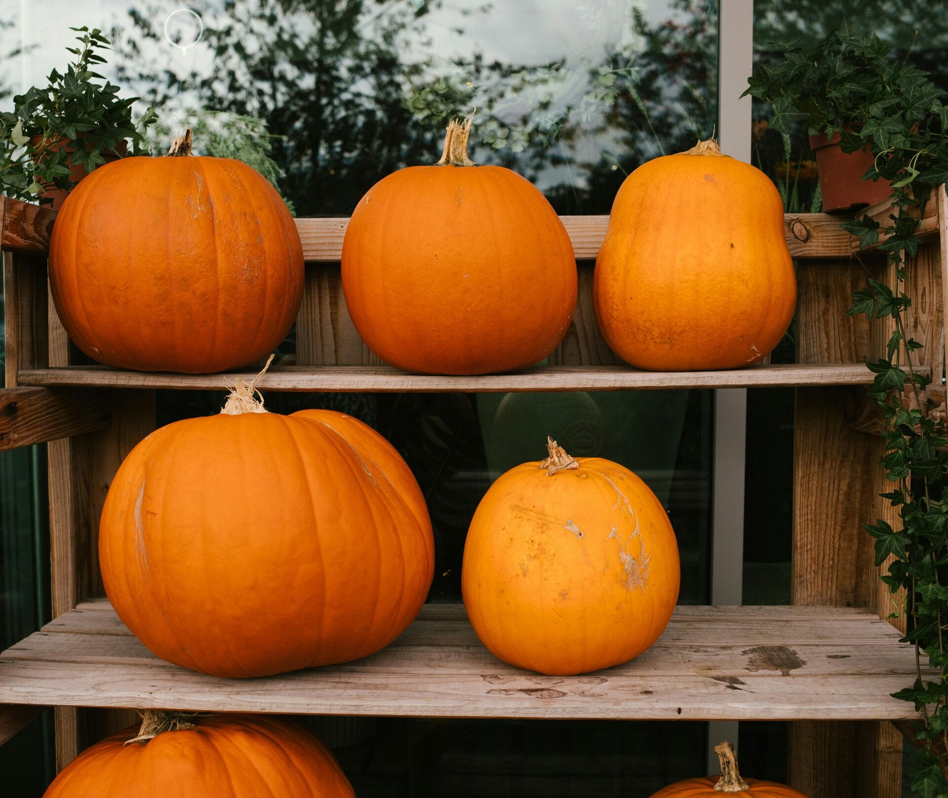 Errde im Tarot - die Münzen