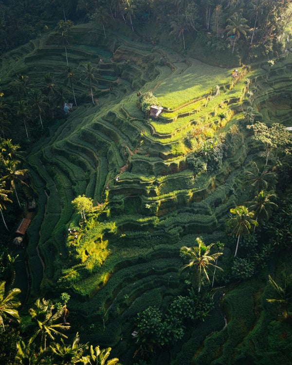 Rizières en terrasses de Bali