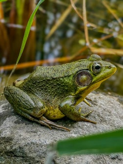 La grenouille