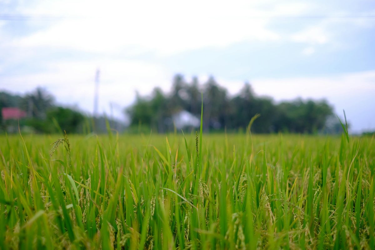 Quand le riz vise les étoiles : l’Italie cultive l’avenir de l’agriculture dans l’espace