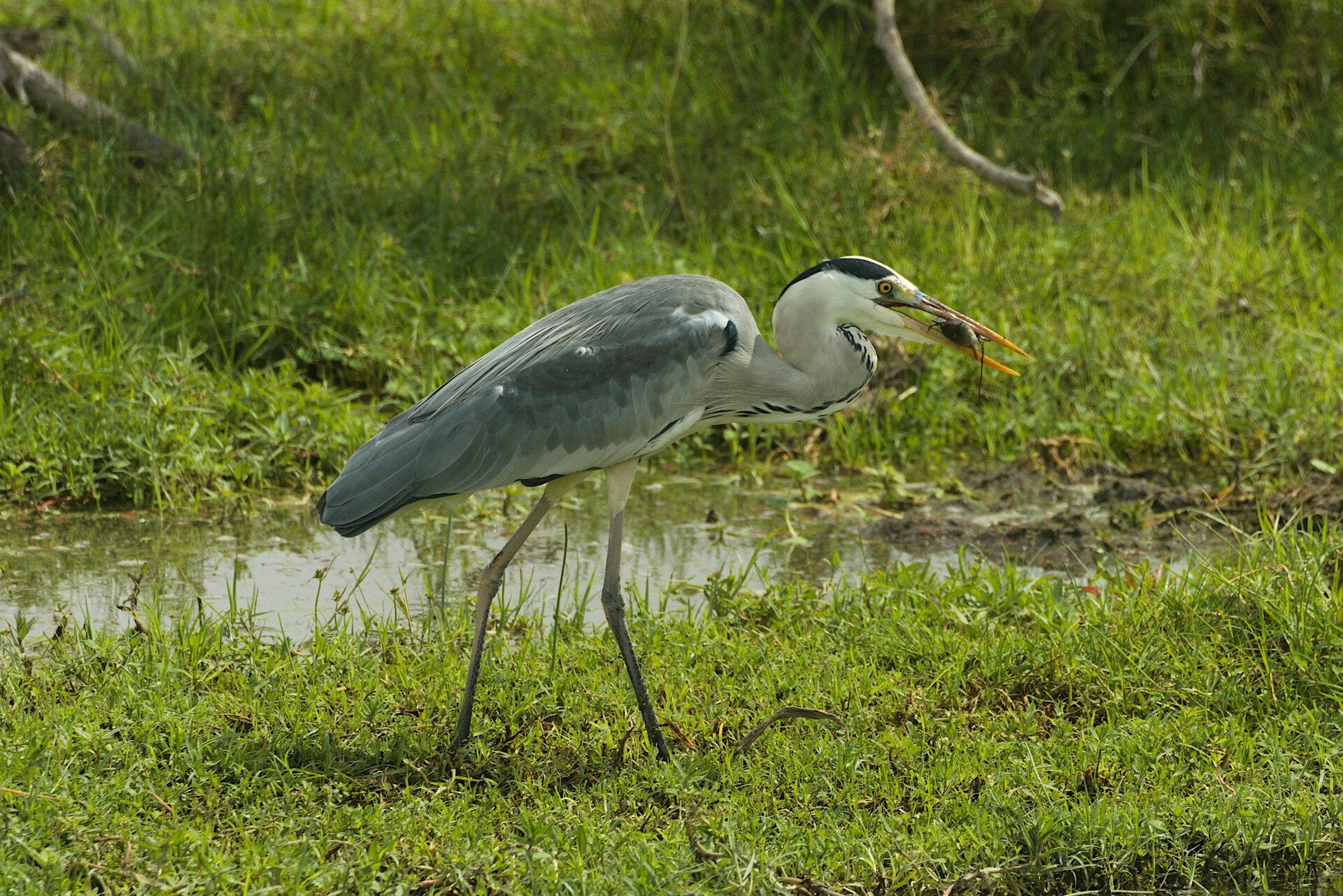 Photo of water bird