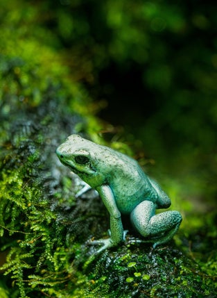 Grenouille