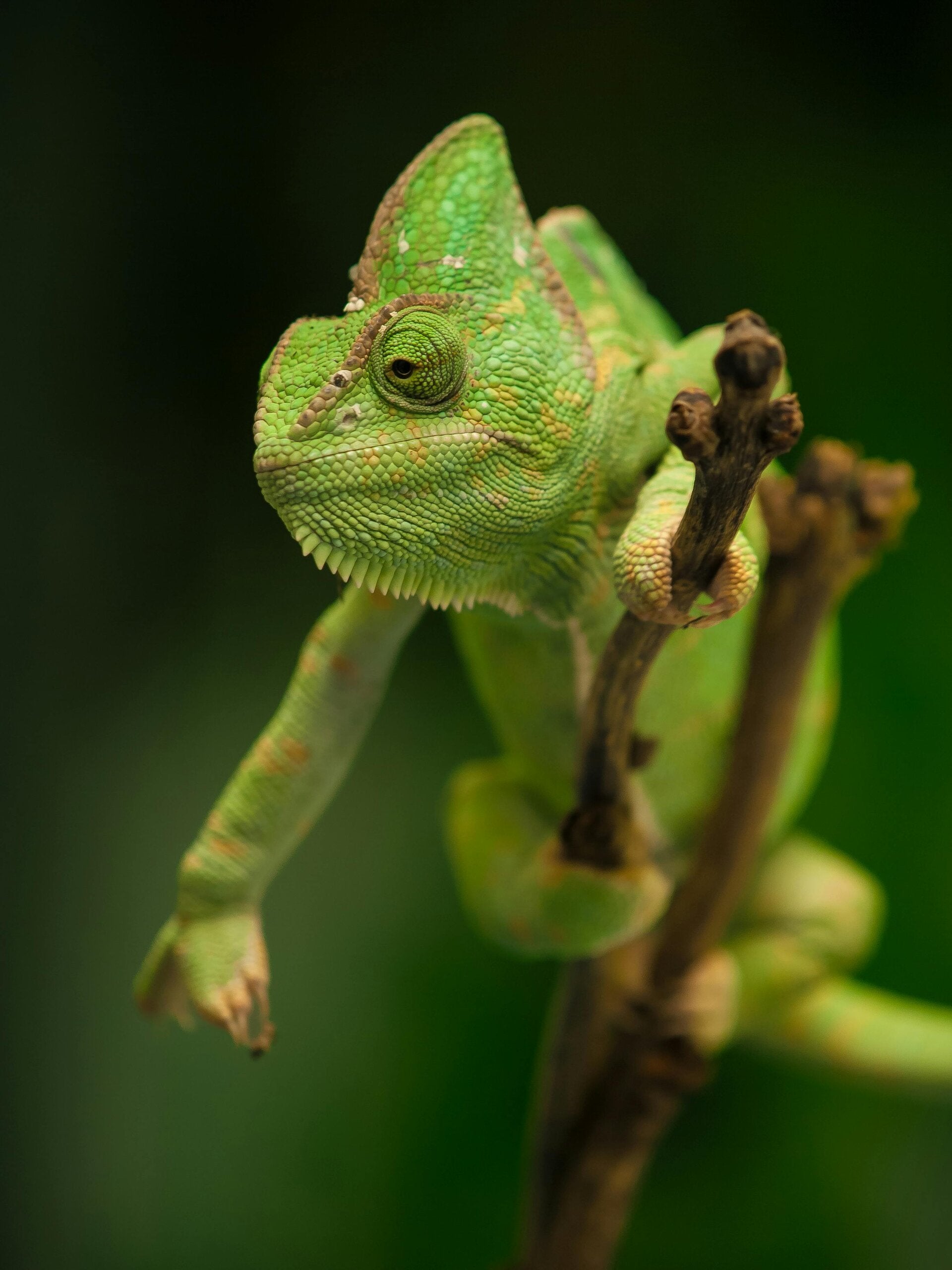 Kameleon 