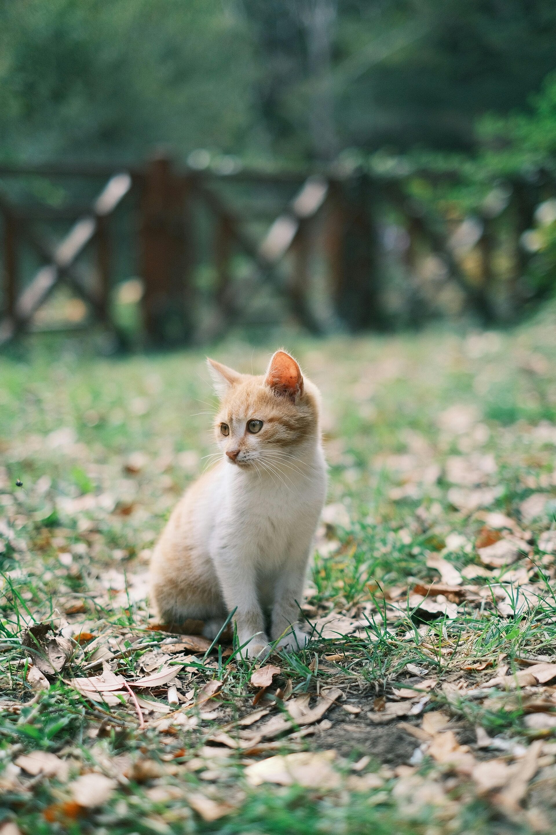 petsitting pinsaguel