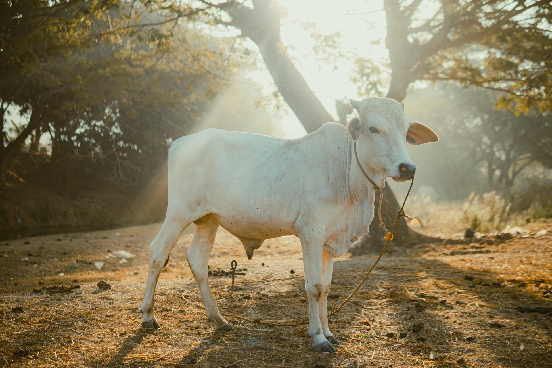 Participación Corporativa