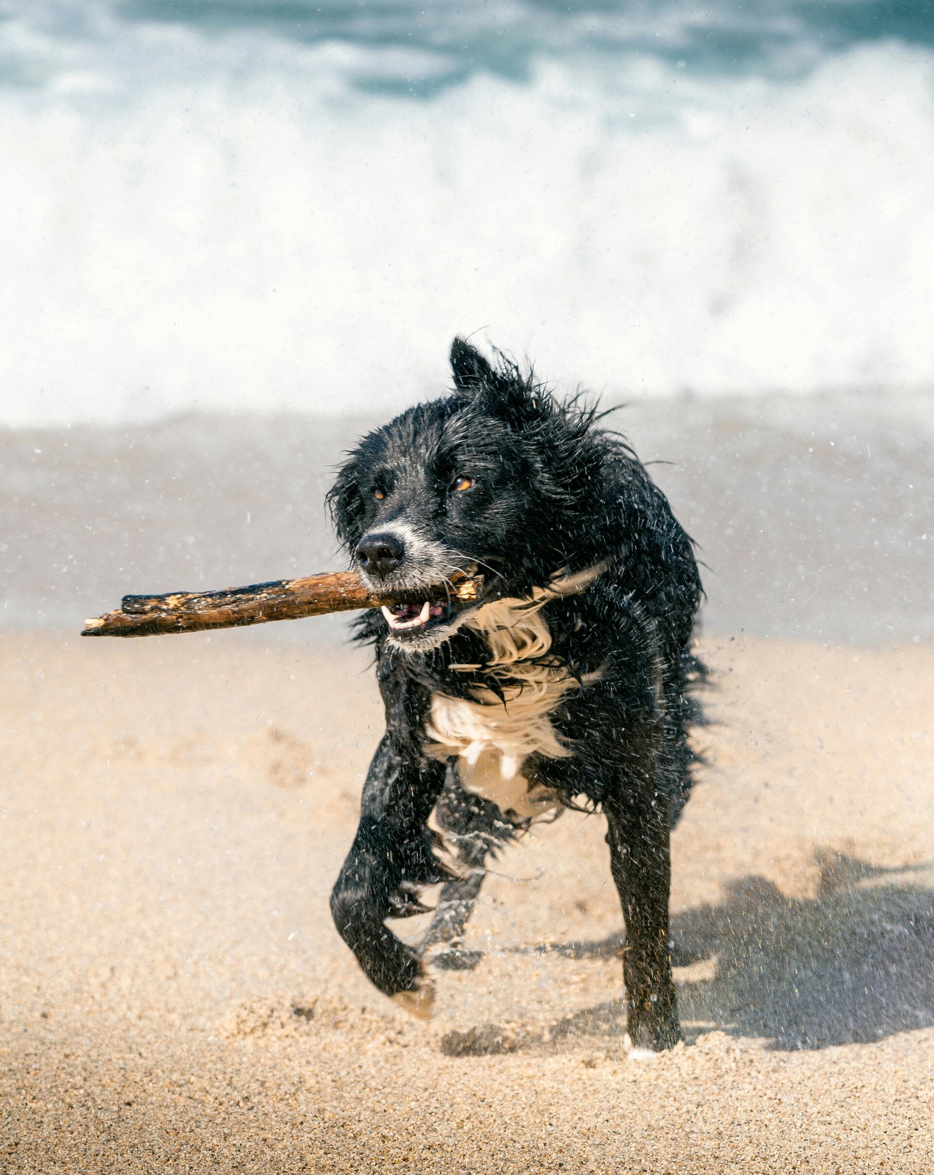 Hond rennen met stok risico's