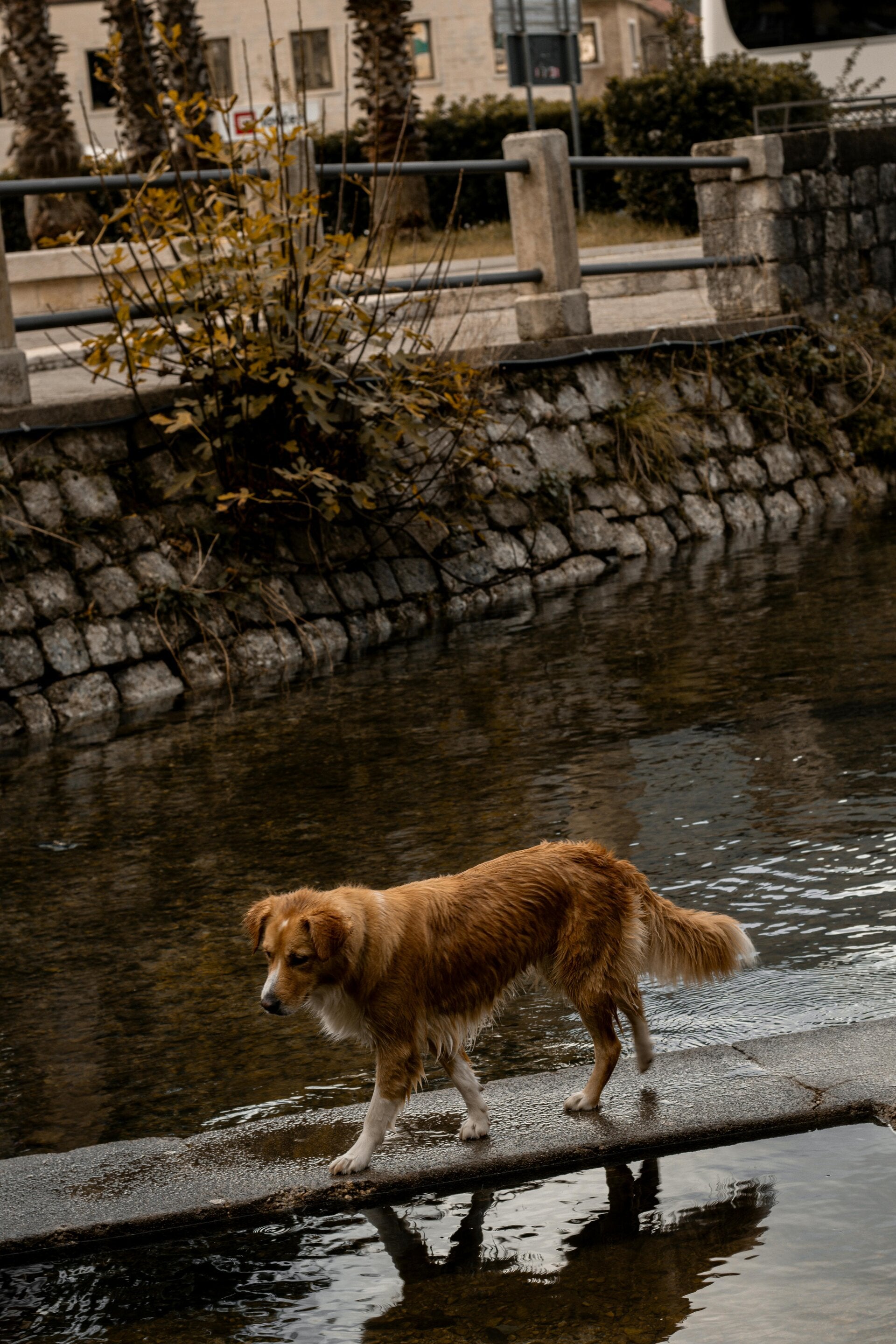 Hond over onbekende ondergrond ter verrijking