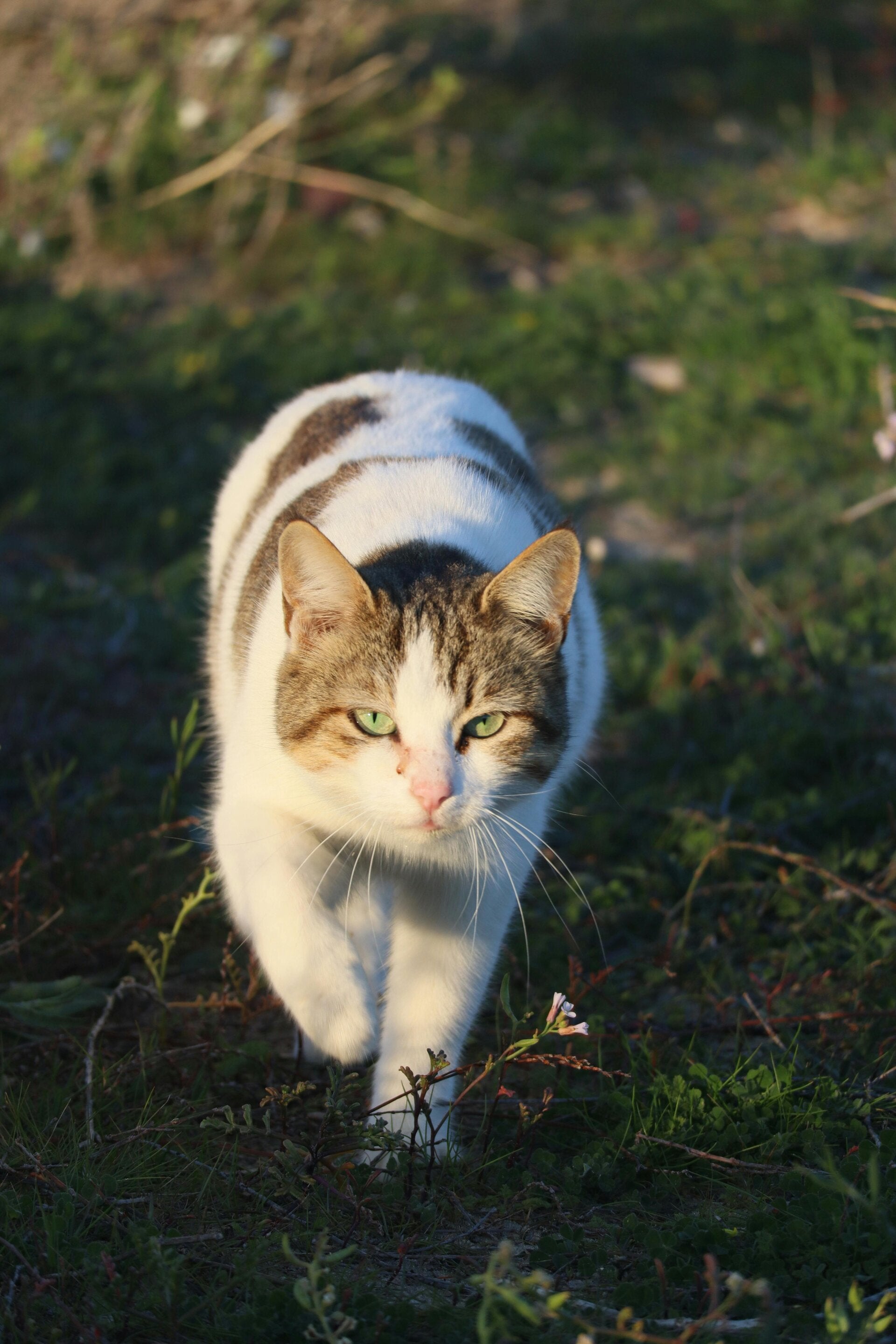 Een zelfverzekerde kat die vastberaden door het gras naar huis loopt, illustrerend hoe poes Flow haar trauma overwon na een fotoconsult. 