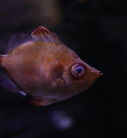 Poisson