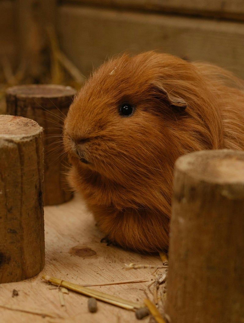 Gezonde cavia verzorging