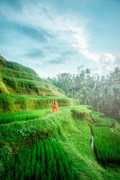 Rizières en terrasses près d’Ubud