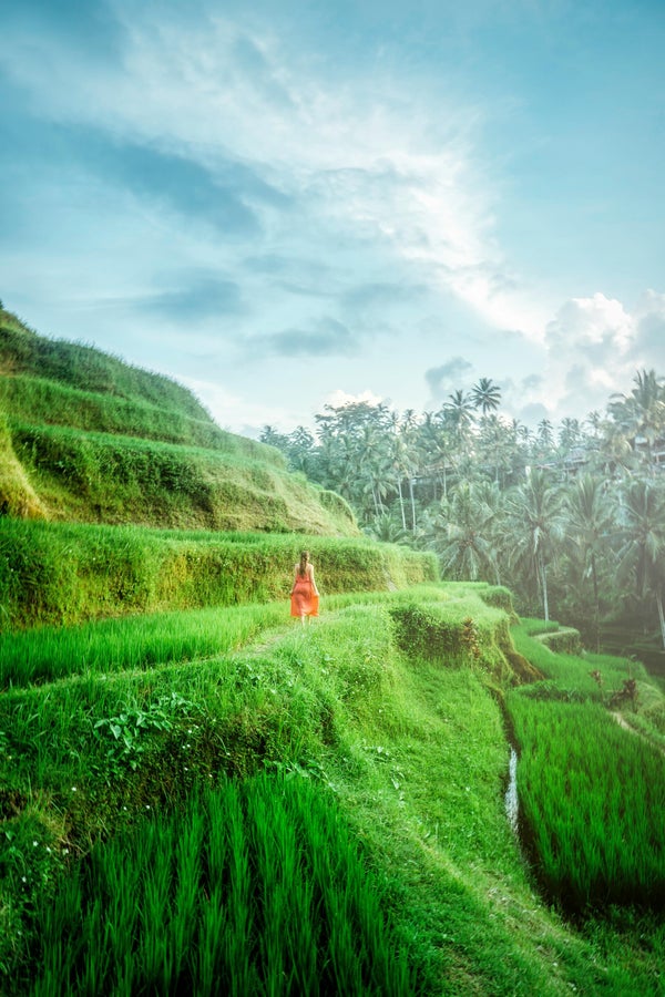 Rizières en terrasses près d’Ubud à Bali