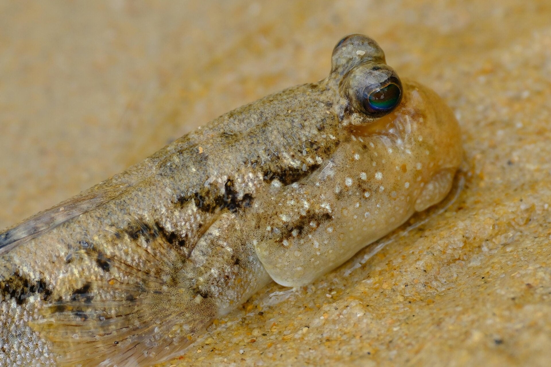 Lesser Weever Fish