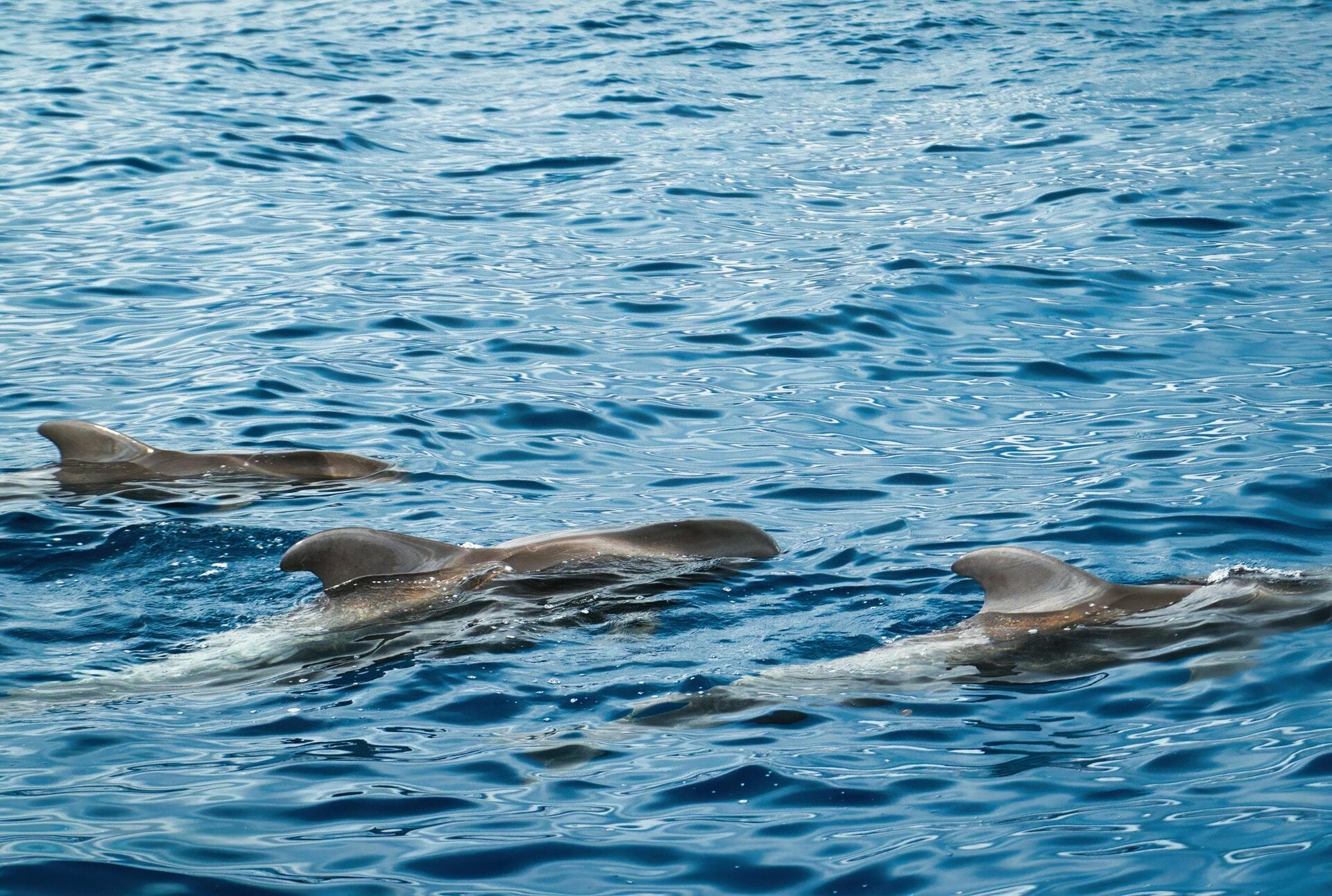 dolphins sighting in Tenerife