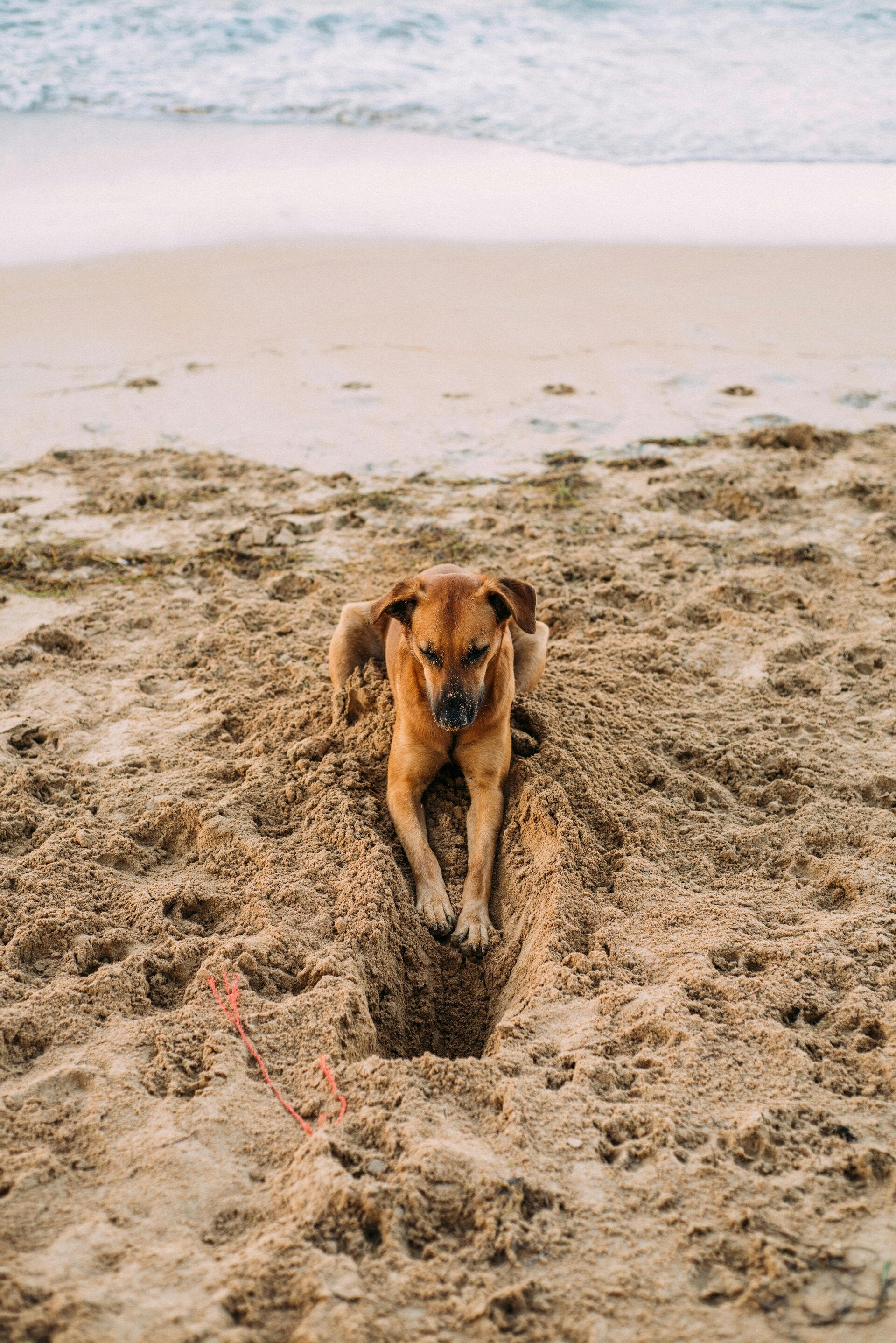 Hond warm weer koel houden tips
