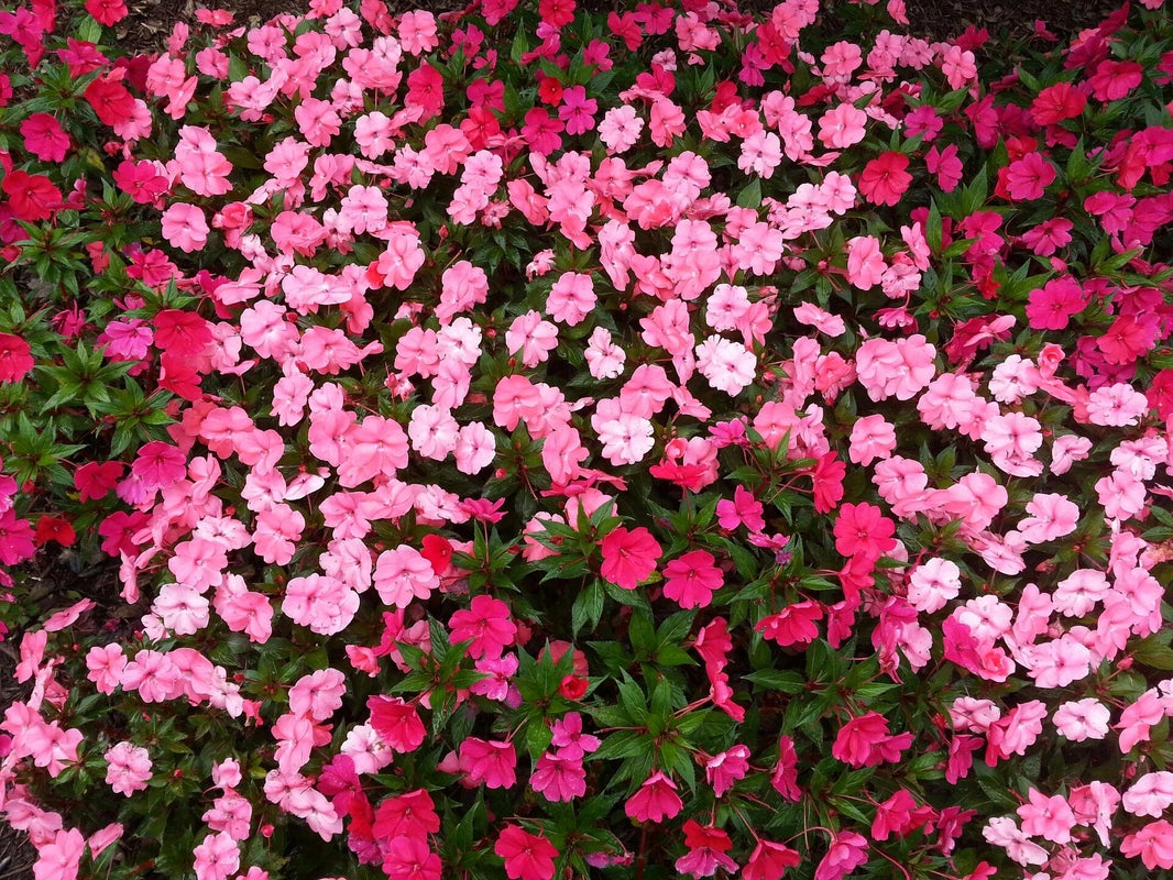 fiori di bach: impatiens il rimedio per le persone iperattive, veloci ed impazienti.