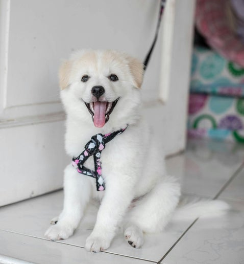 Blonde sneeuwhondpuppy zit in de deuropening aan de riem