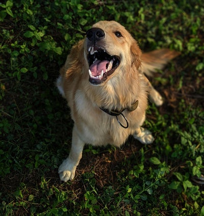 Golden retriever kijkt vrolijk omhoog met bek open