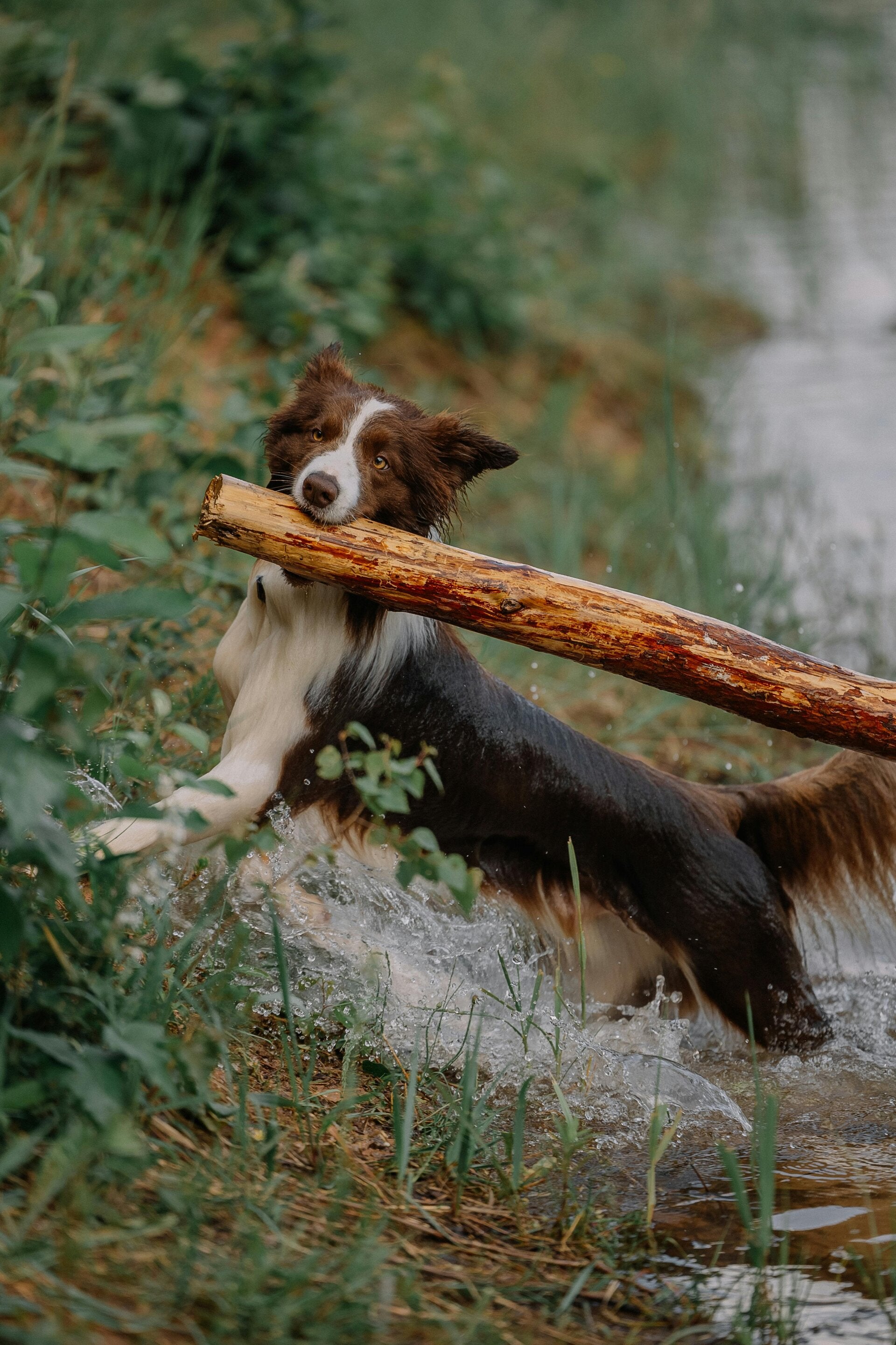 waterspeelgoed voor honden