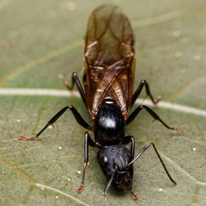 Termite Proshield ProShield Termite & Pest Contol