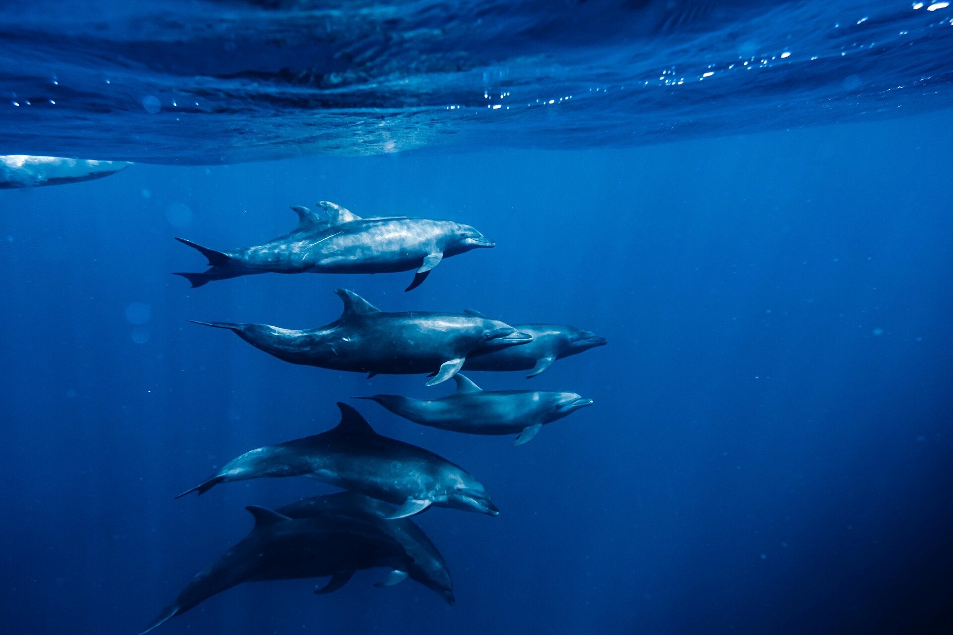group of dolphins underwater in the Palm Mar area