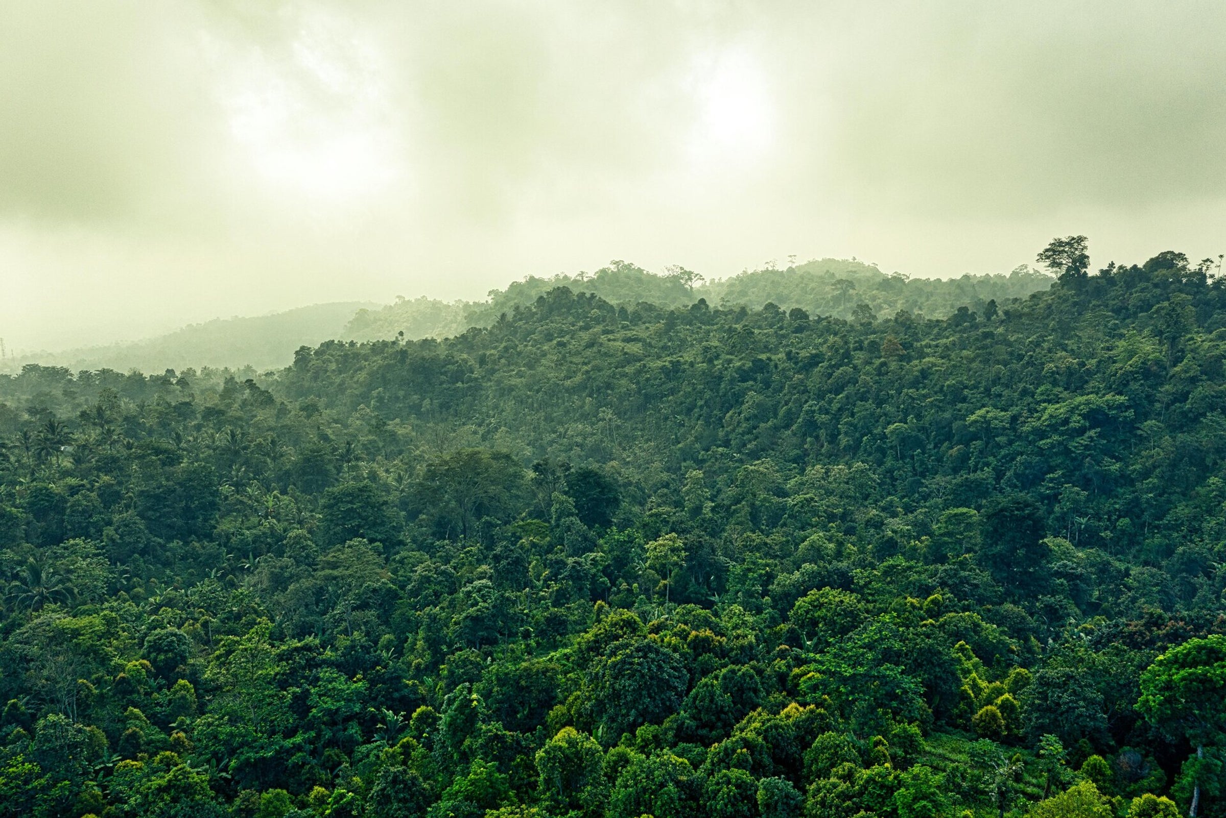 Dichter tropischer Regenwald im Amazonasgebiet