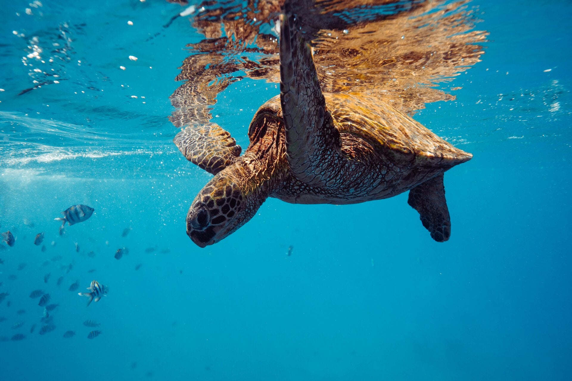 Tenerife green turtle swimming on the surface