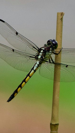 Les libellules