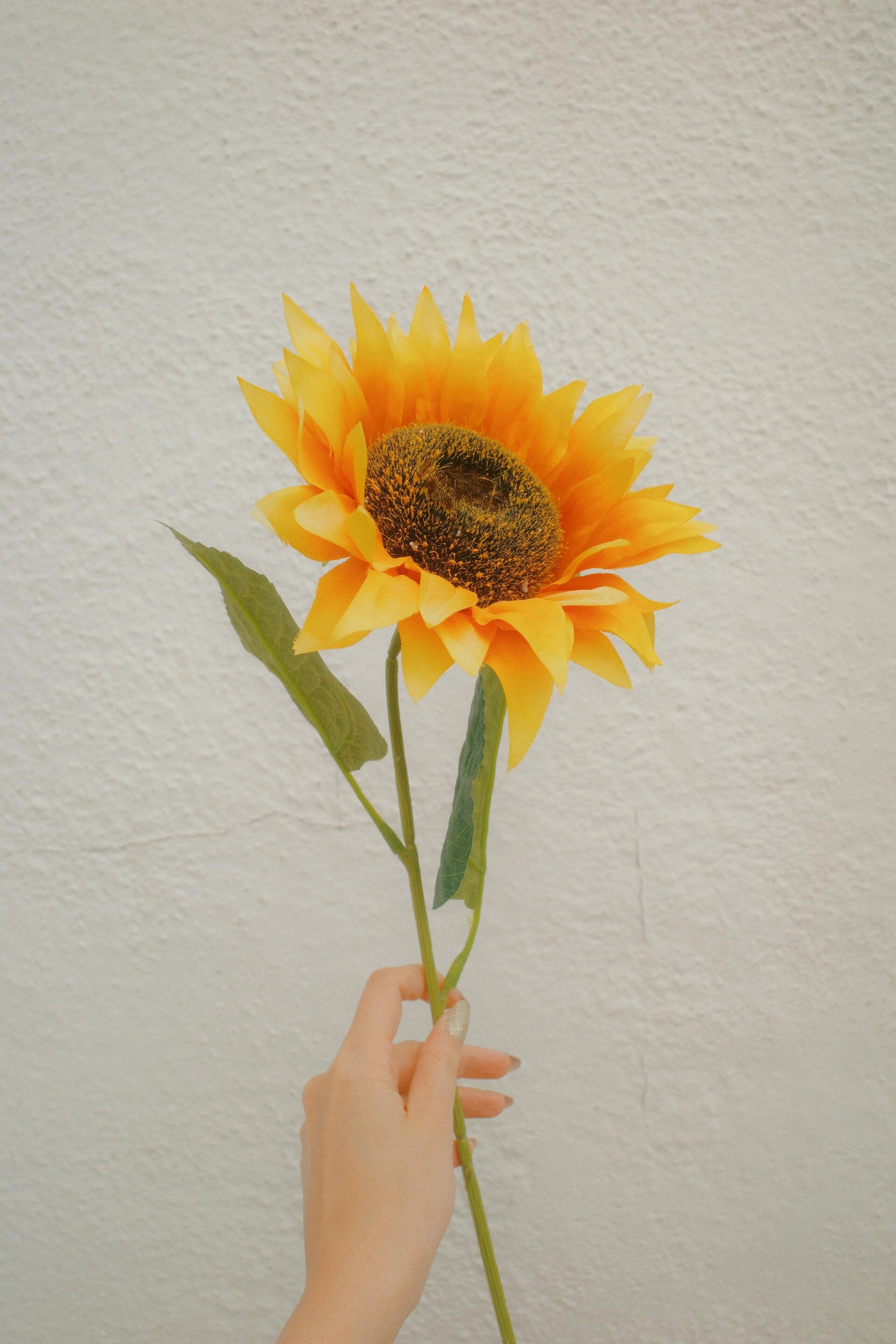 Fleur de tournesol symbolisant l'approche thérapeutique unique de Sarah Maury, thérapeute en visio et à Saint-Genès-Champespe