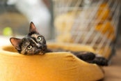 kattenslaapplaats