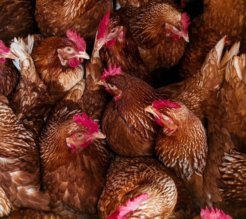 veel bruine kippen