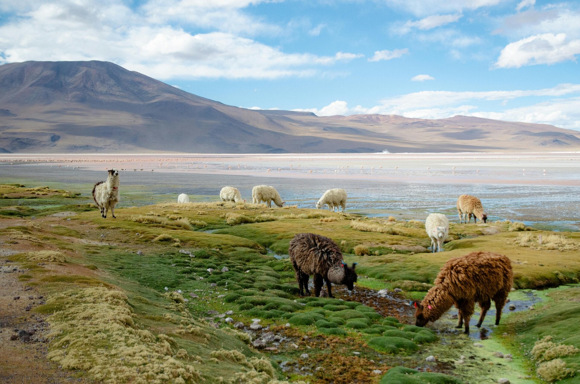 Andenschamanische Neumond Despacho zeremonien 
