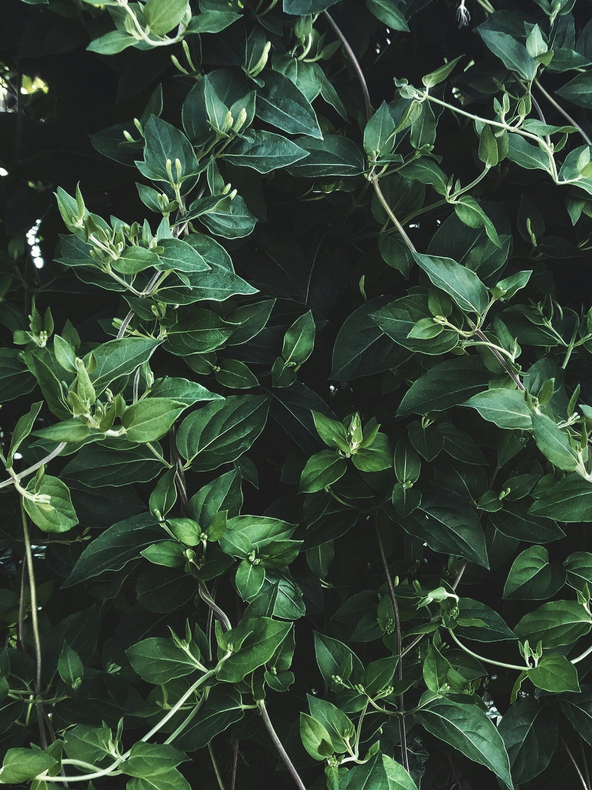 Vine