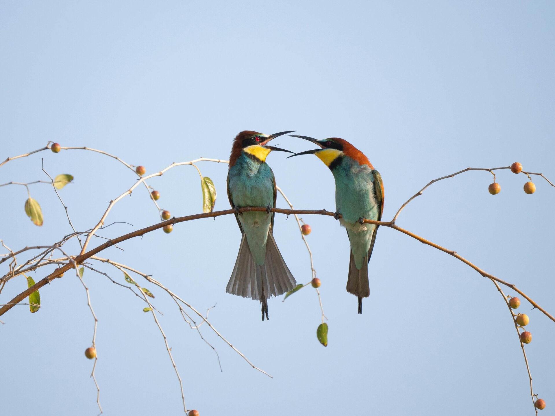 Fot van 2 bloemen op de pagina blogs en media op de website van Elisabeth Steenkamp. Elisabeth is ACT trainer, en geeft geaccrediteerde ACT opleidingen aan zorgprofessionals. Daarnaast traint zij teams in bedrijven: hoe kan je productiever, met ACT als ba