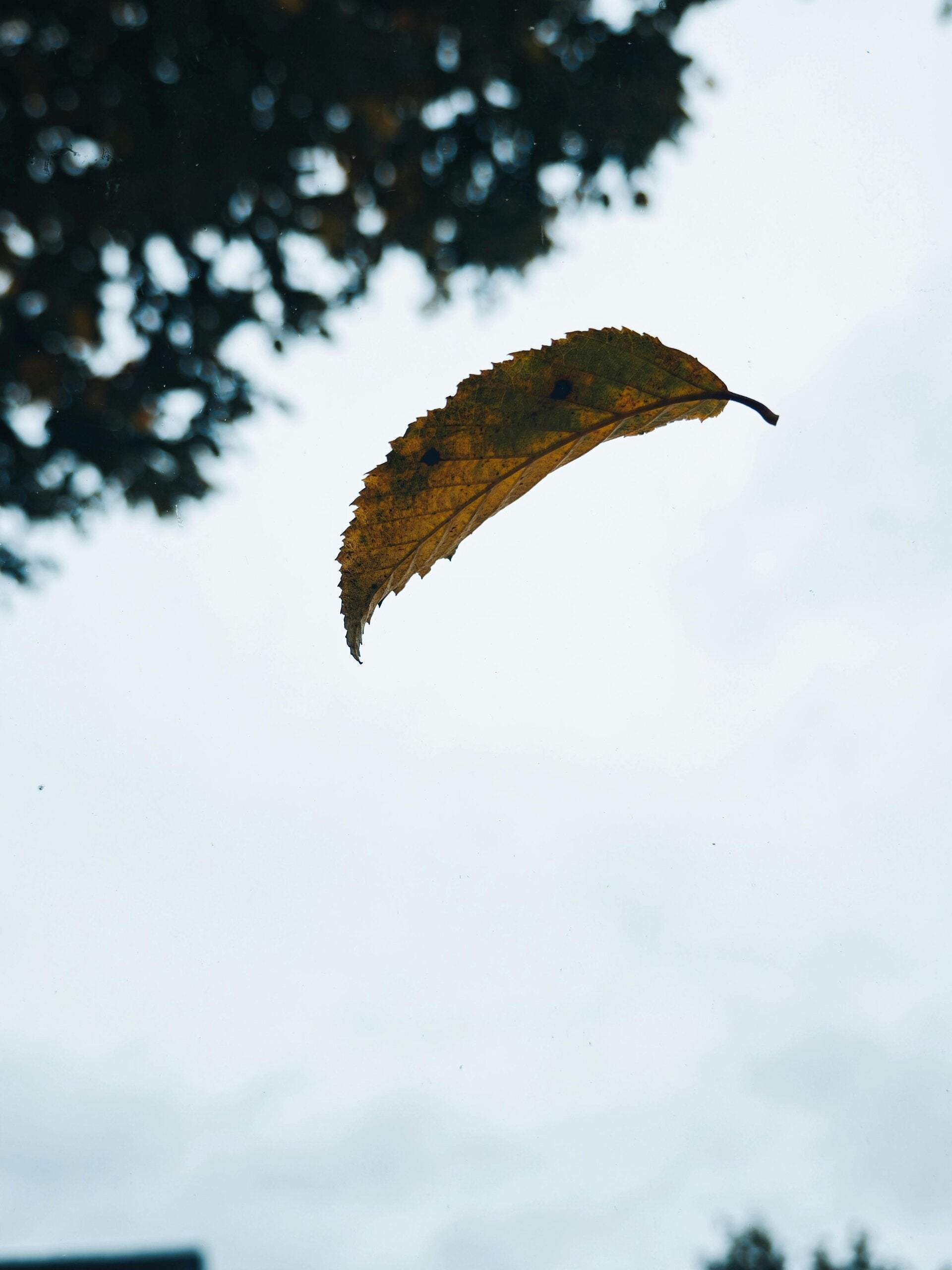 Blatt im Wind - Mutterschutz nach Totgeburt