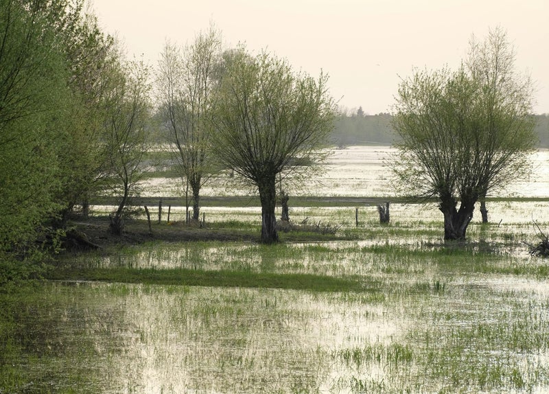 Das Muckenbruch, Niedermoor bei Bad Westernkotten, Kopfweiden im Frühling