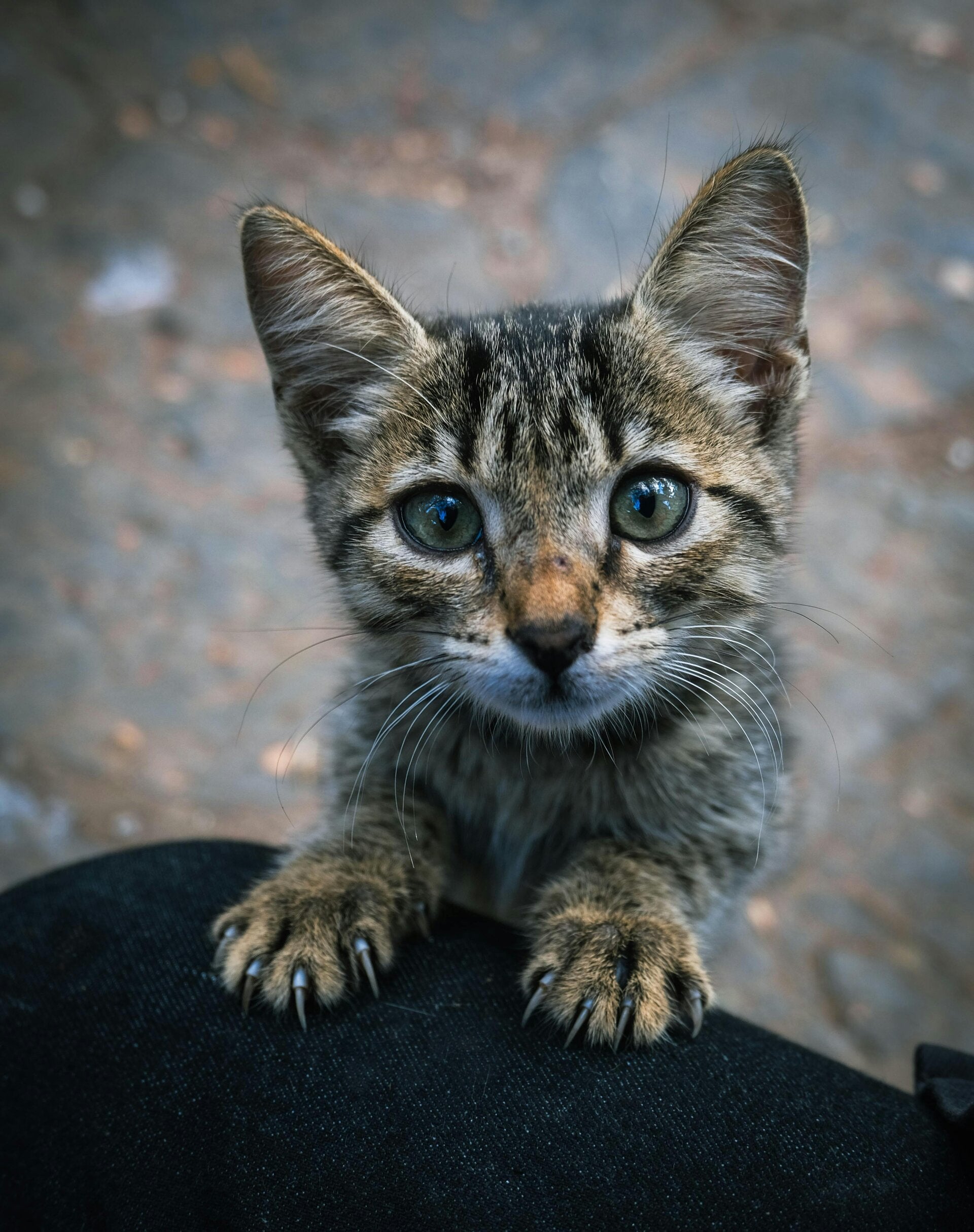 wpłaty, 1,5 % podatku, darowizny