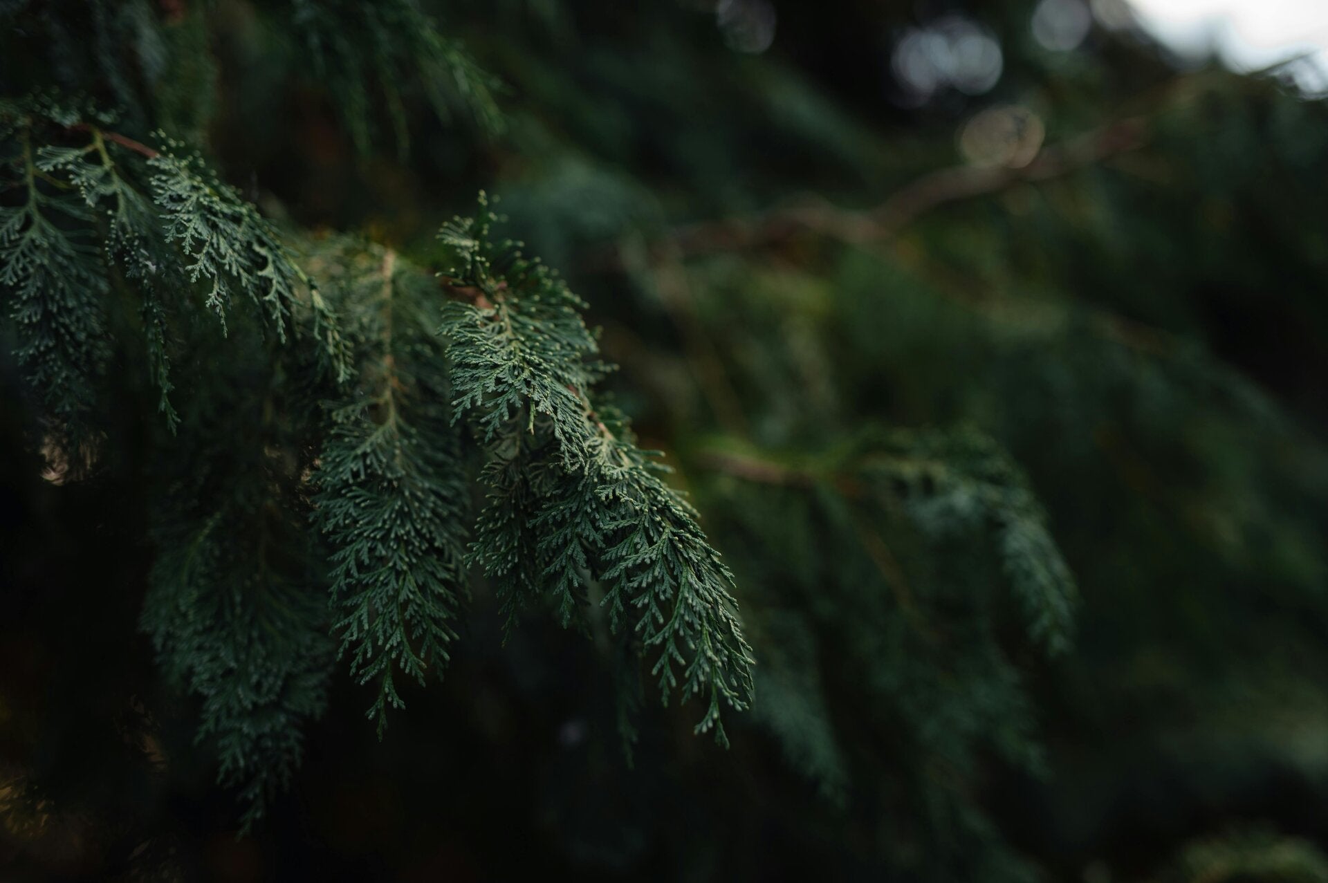 Cèdre bienfaits naturels