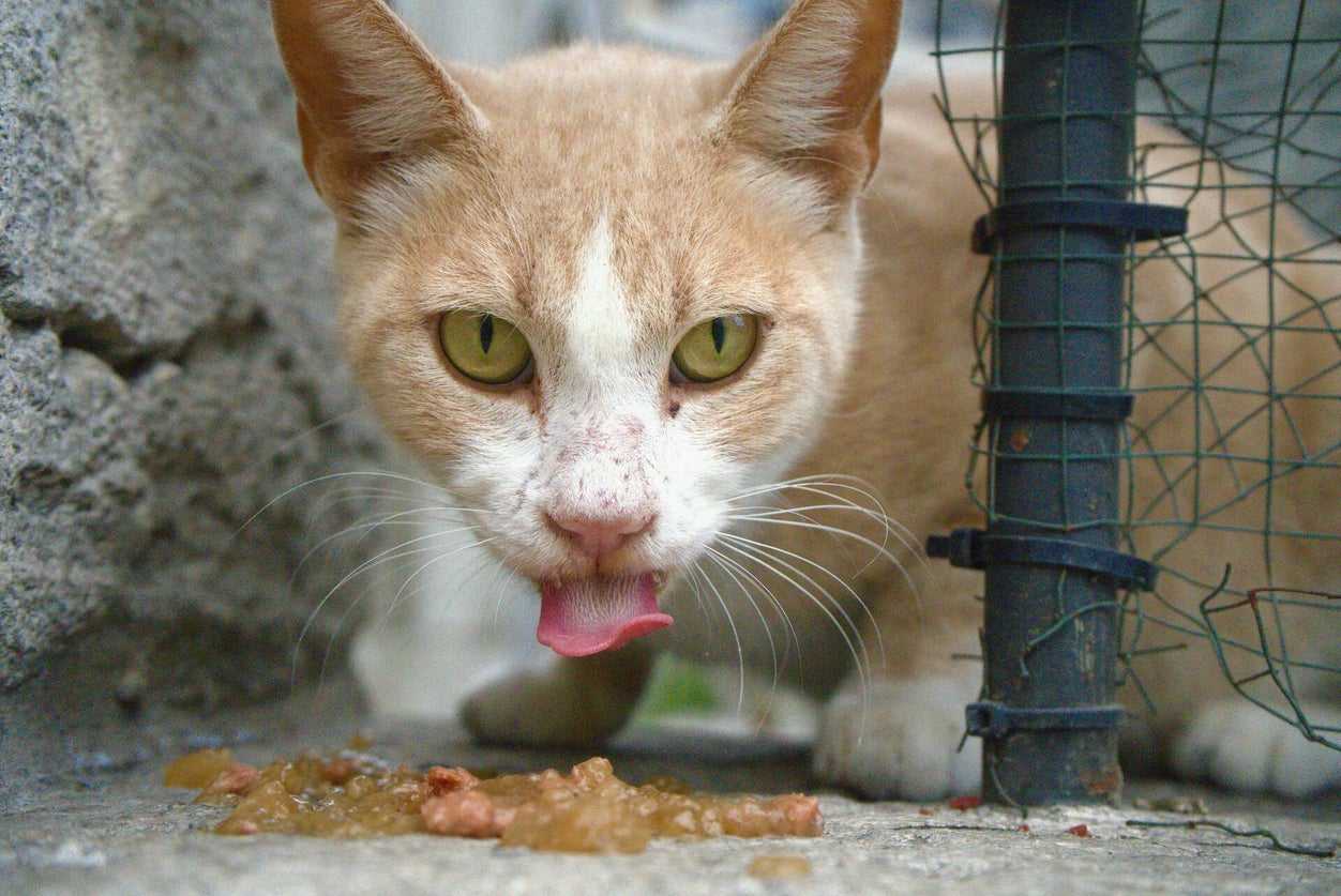 Kat braakt - wanneer is het normaal en wanneer naar de dierenarts