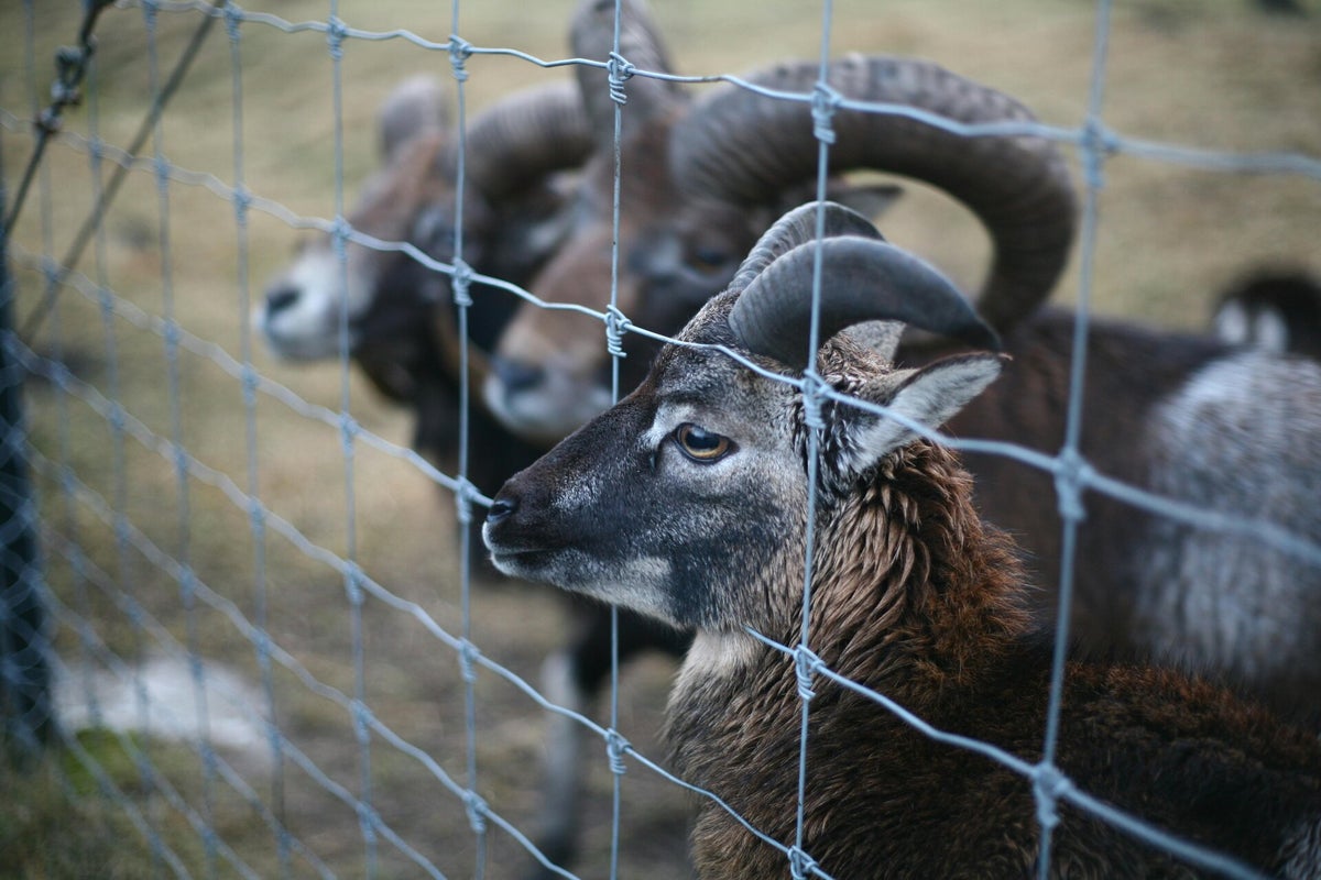Animaux