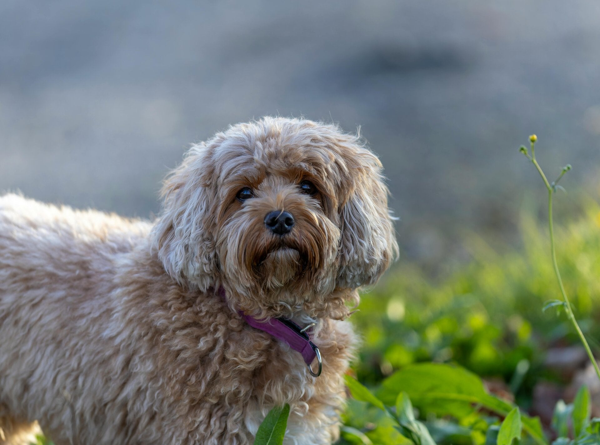 Dog walking Lymm Grappenhall Warrington