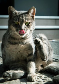 Katten en verzorging