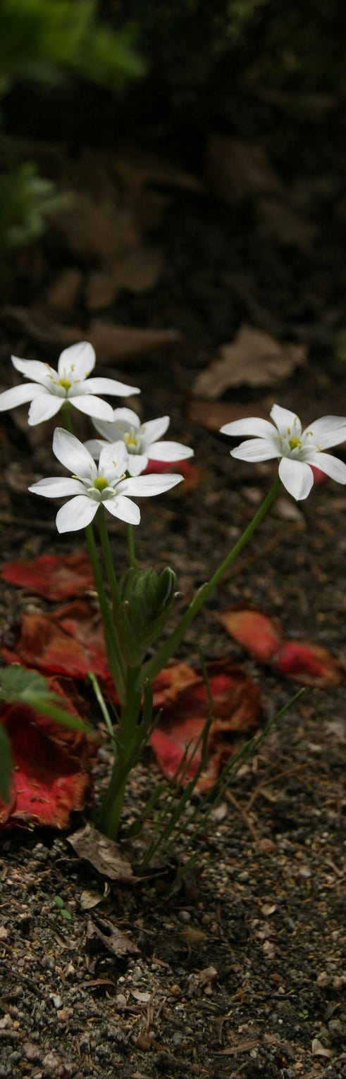 star of bethlehem il rimedio dei fiori di bach per le cattive notizie i traumi da incidente e perdita delle persona care