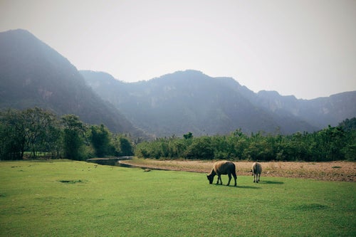 Rizières et palmiers dans la campagne laotienne
