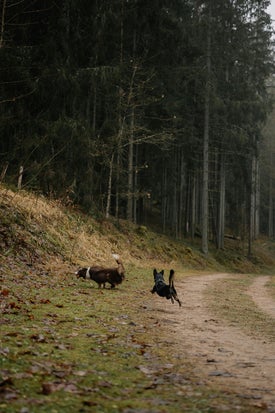Hunde im Wald