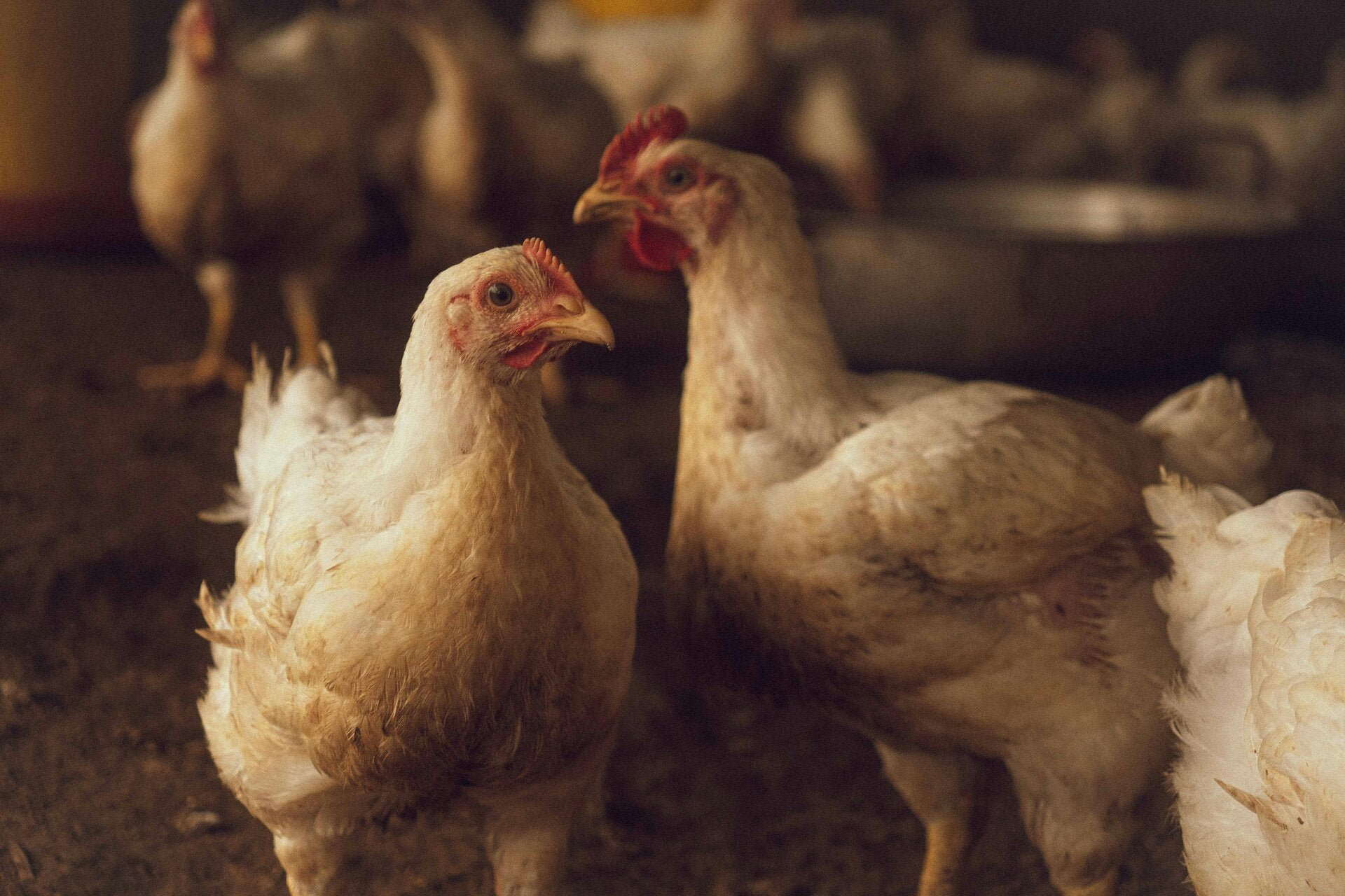 Nourrissage des poules au Mans et en sarthe